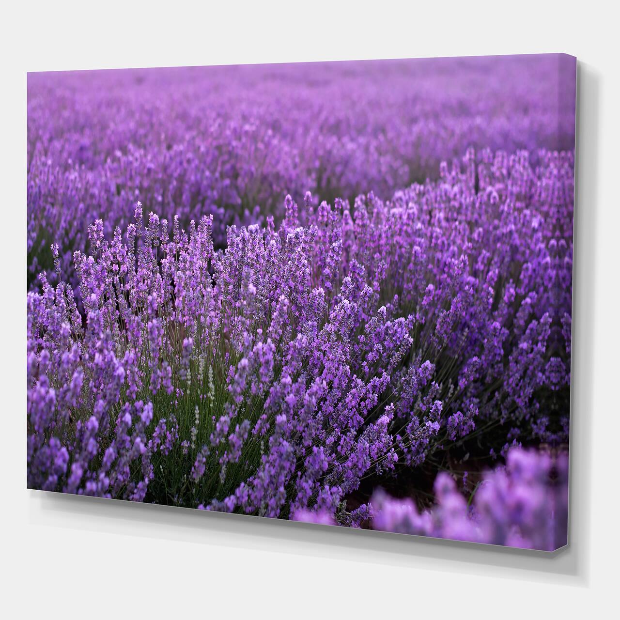 Designart - Blooming Purple Lavender Field - Farmhouse Canvas Wall Art Print